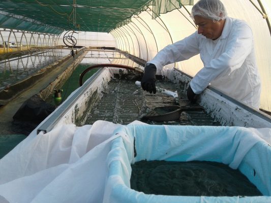 Artisanal spirulina production