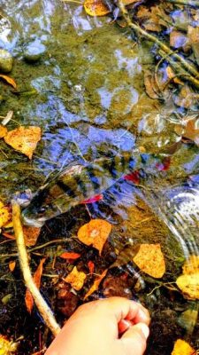 La pêche en automne, pensez aux carnassiers