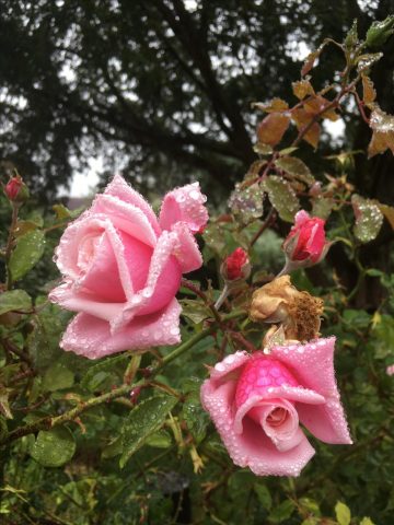 119-lagrotteaulion-pyrenees-bnb1-HLOMID031V50OF6H-size2048