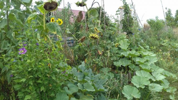 17—Ti-Kaz-Provencale