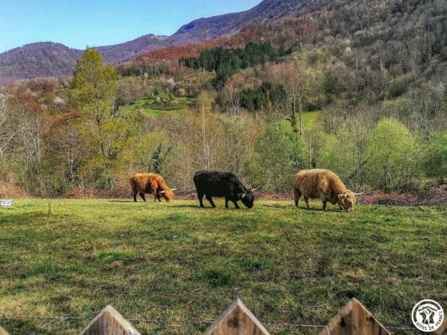 31G100360-5f140ba9c1b64ad88b18cc32d73d909c