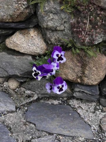 31G100375-72b6c87083794751aa58304b76b01d79