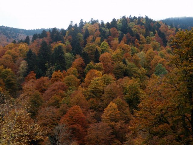 31G100446-10a55ef2f0524008a1e77935ef7e44fe