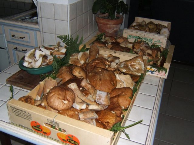 31G100446-5ce5e5f002754a389d830ea620e5a34f