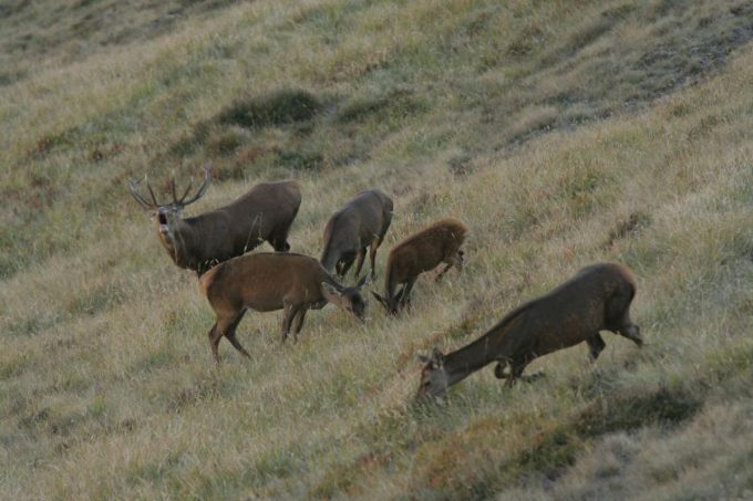 31G100446-b09c8772f4734ee7a35cf7e3f326c1f5