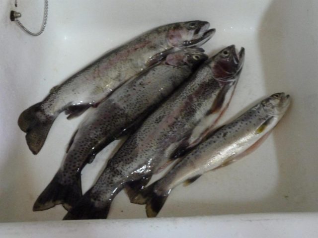 31G100446-b552aa81adf140dd93d092a7bc482438