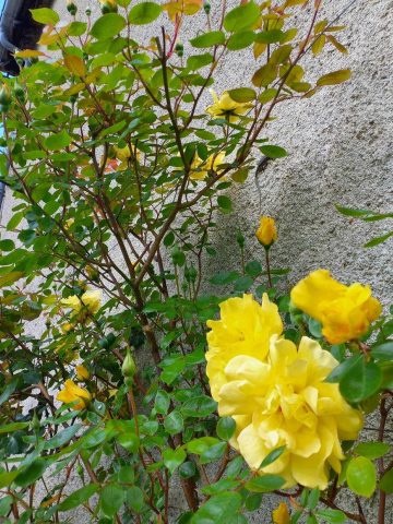 31G100471-cb832e7825a141378335306557394402