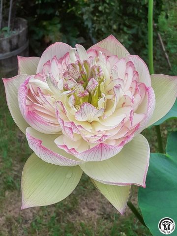 31G100544-040cc2680f014287a6e6aeba3fa223b1