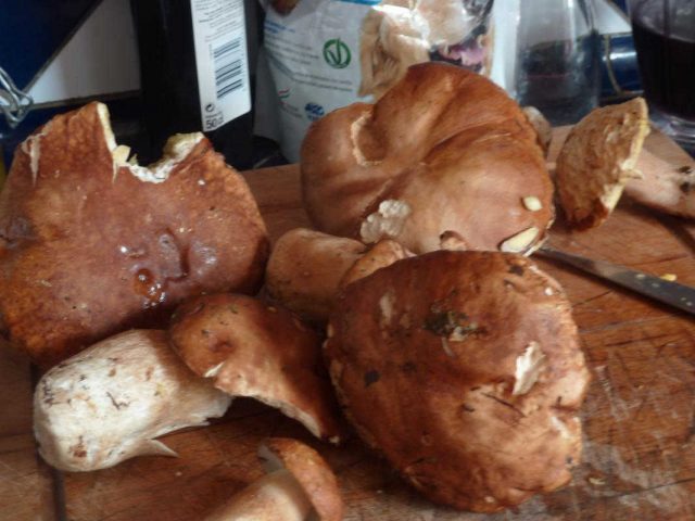 31G100982-ae36466ea9e4494e88b15fb1bb34cec6