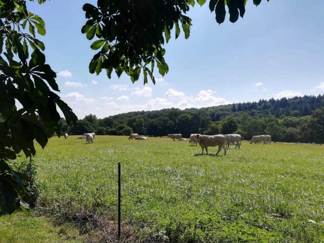 31G101006-bb56c25c41724a4b9f199cd1124a0be8