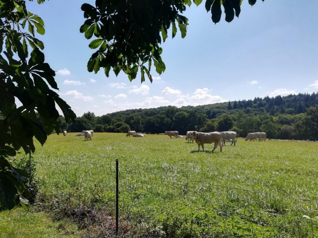 31G101006-d4f510a439fa447fb45e372b6666bf75