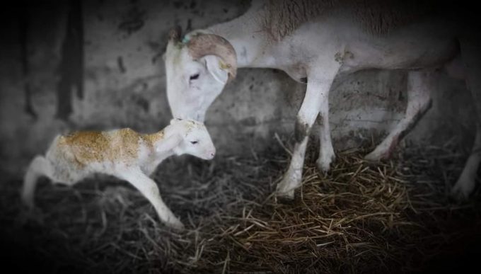 31G101056-70d96c5d928a4f05ae6b635e17f86384