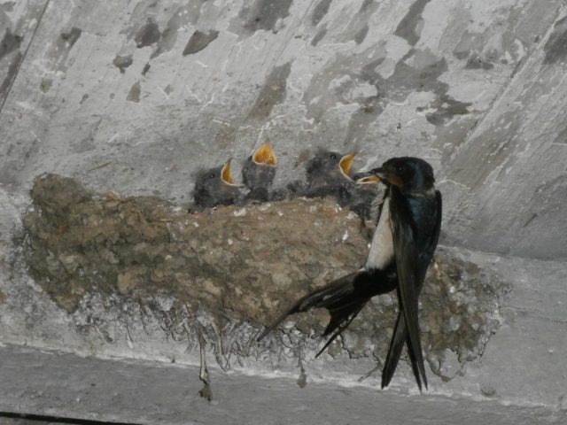 31G101199-0e7fc7d848e7459eb35898d552db95d9