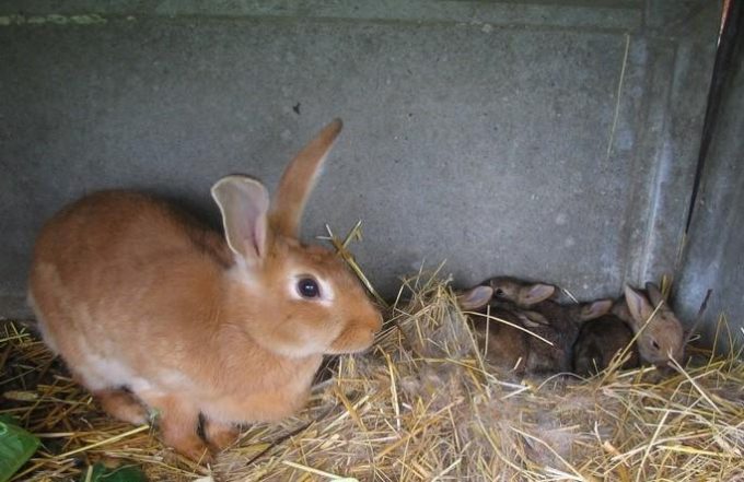 31G101199-98b96df4b1f243a7adcd09798e4f5933