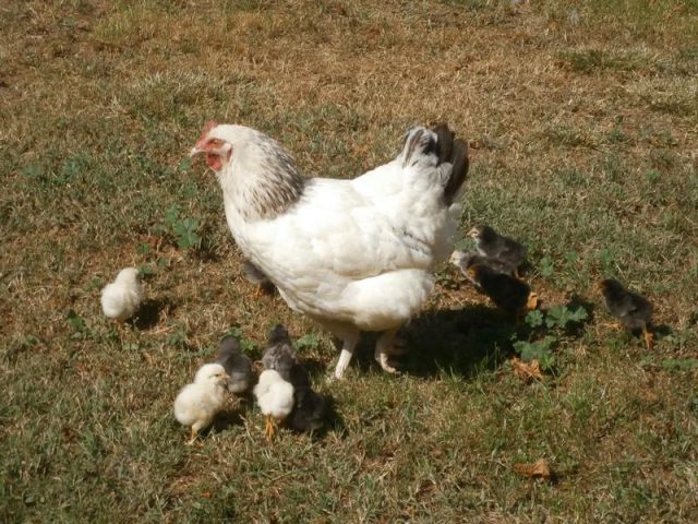 31G101199-a646f5bad8124cf4a9c4b25bf9a3a376