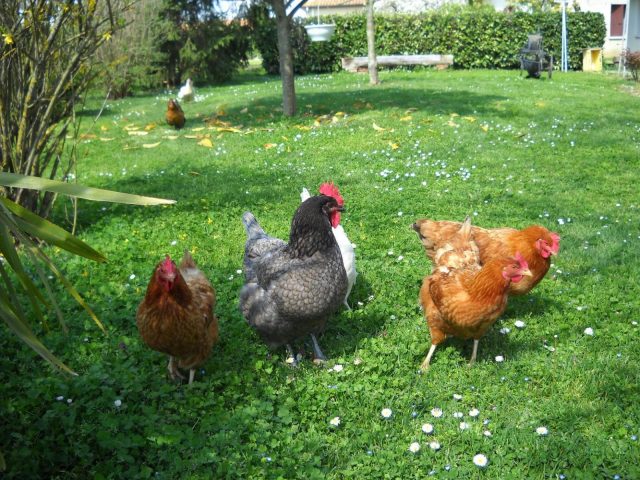 31G101223-22bb539dc4cf48cfa20653d11c5073d7