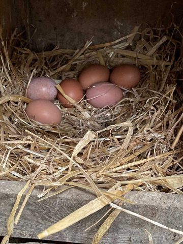 31G101336-a82aa1ae9aaf49dd929e070d692122c2