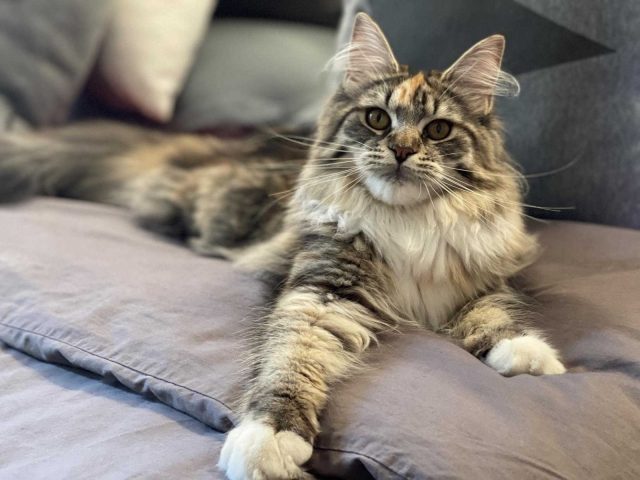 31G101336-e4702b4e80004b1baaa6097ea22baa88