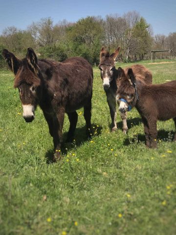 31G101337-23e474f0b1324b08a9223db5a56dc7d1