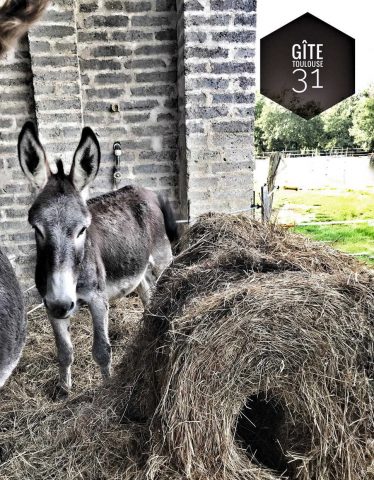 31G101337-8a4ca1bb9e064723829d51453453d82b