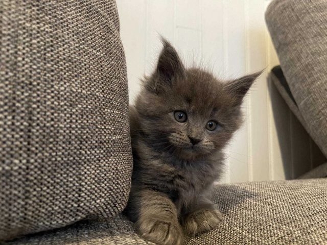 31G101337-99f9cf34b0b44670bbf9cf5de9a42237