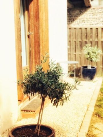 31G101337-acefd032c617433891acfdcb52035107