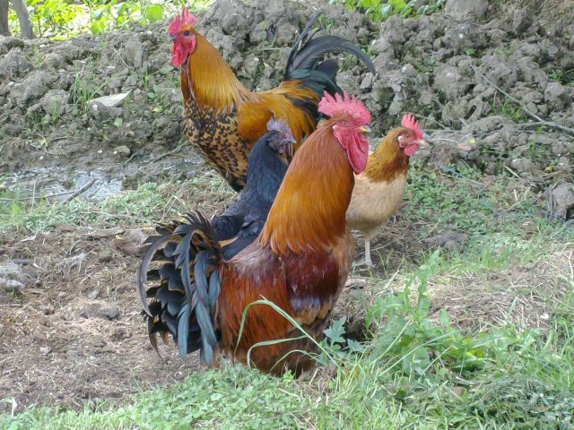 31G101370-7ffbd43a41724796839a023da32bdbcc