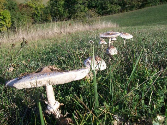 31G101370-cc6cd54c54494927981611d00095ee4b