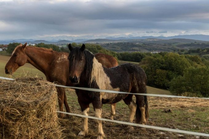 31G101370-db2a7305bd6846618fb0dccf568607b4