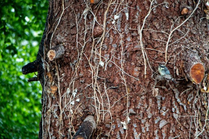 31G101444-8ffc18737a86491dad150a507224c047