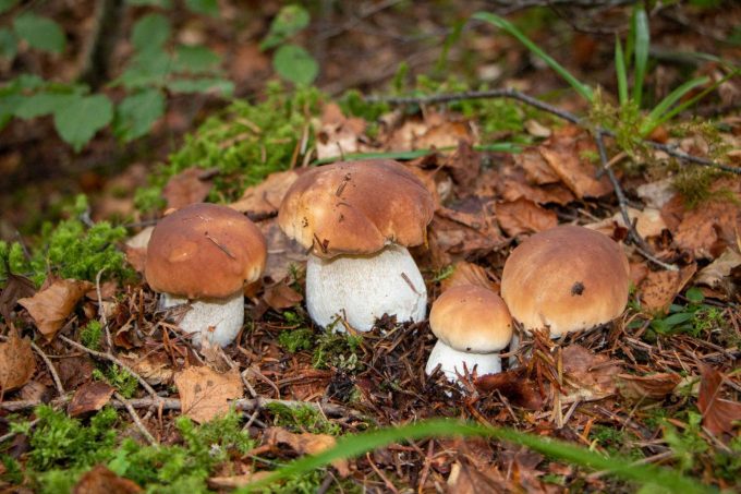 31G101444-b8f8925845b54427b6050f04668e4cfc