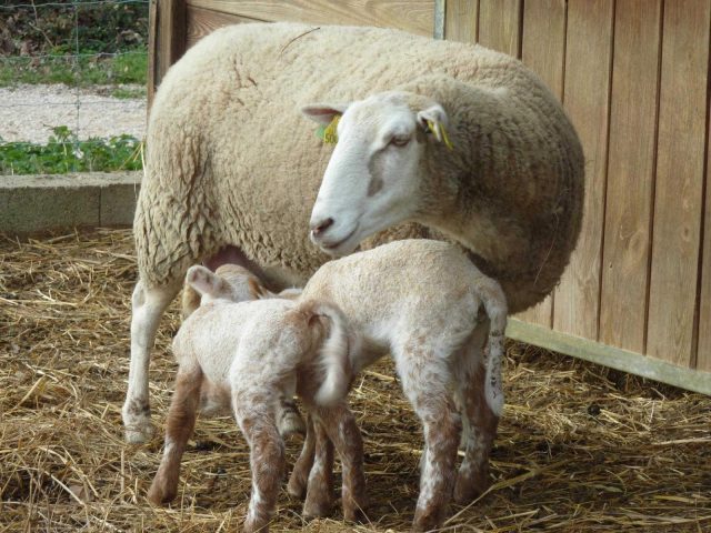 31G101478-2623d3ef338f4c17aad33231aa3ab250