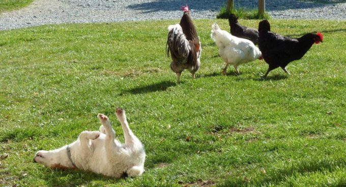 31G101478-b72408bdee324017a0a815461e822897