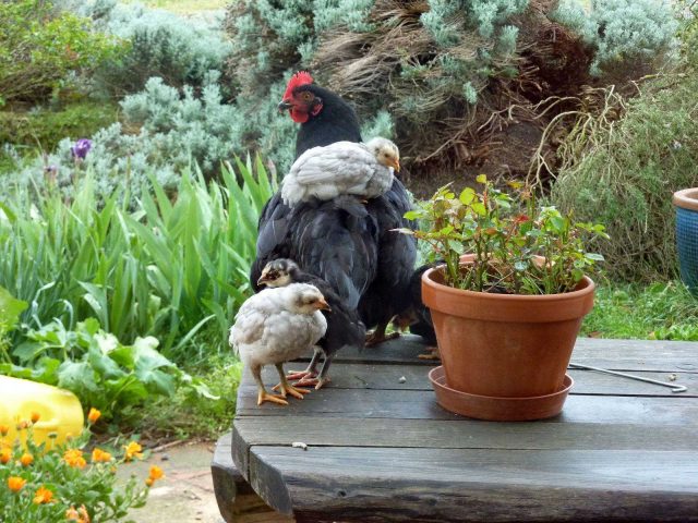 31G101478-d1e029ceddaa43a5996e01c39e95e902