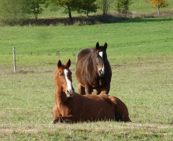 31G101478-e4b1282ea83b4fe5aec604203e8fea97