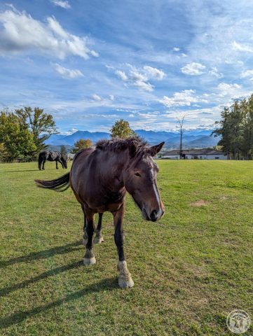 31G101494-156d8d42148a489ab7dd1a04737696f0