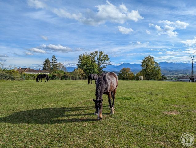 31G101494-36a1d350de9b4a6fa38eb7f64205b400