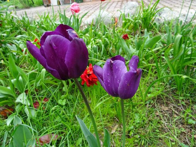 31G101494-3fb6151fa0c942349c7f72c8b22930b5