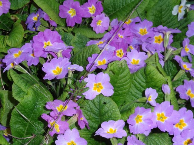 31G101494-60dcaba29da44782b750f198f1a155bf