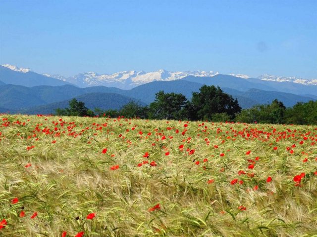 31G101494-618ee6b97a384a178b4efb860d597260