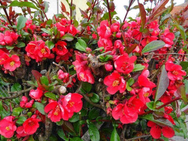 31G101494-ee2a011c372241a595c0c420c8b324f3