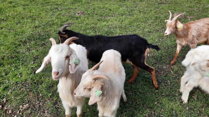 31G101499-838f037d2677431489e4ce7b74e4c1af