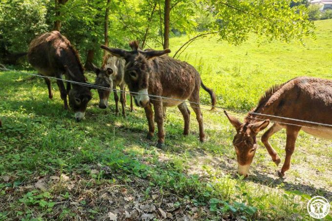 31G101515-b867f6ea064844ce93a831cfea23e41f