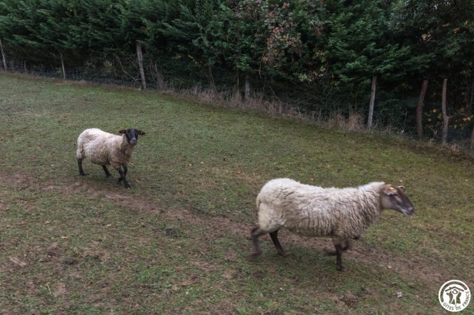 31G101543-6f4fdd6e5e854b7ea274fe7406a0beb1