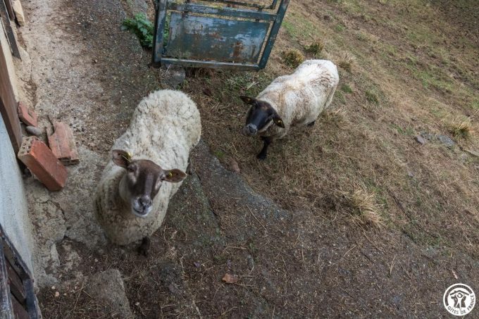 31G101543-87de022d7f764f17b99165b8da33ab18