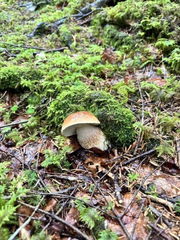 31G101657-b0190769babf45e1bb3f41b318c388be