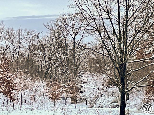 31G101741-18114b01a155465c98031fb1a9bd9559