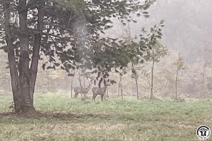 31G101741-69eaa197f7104bcd959ec028c87aee20