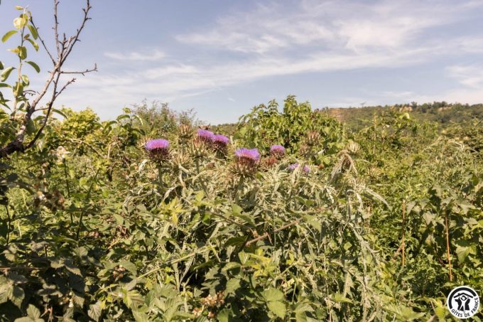 31G101769-2d8f46dd87444769aa957f217b9a425b