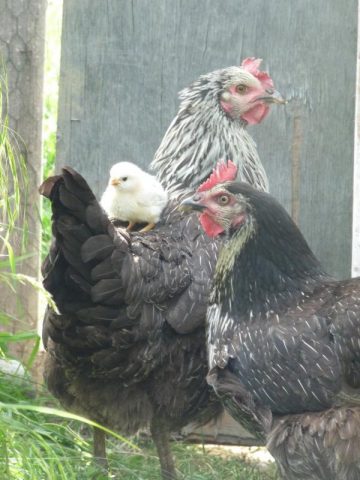 31G300038-a344d6e02ca74306a29a9c6753189191